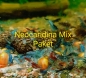 Preview: Neocaridina 20er Mix Paket